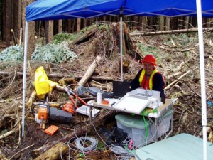 Researcher doing windthrow research